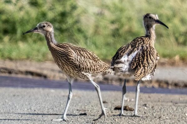 Oxfordshire campaign to save curlews from local extinction