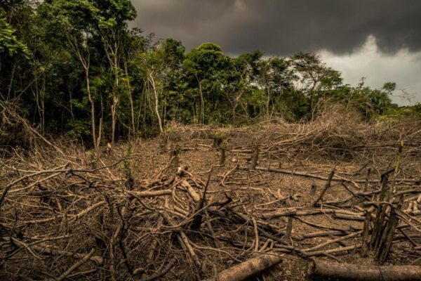 Supermarkets warned over animal feed products from deforested land