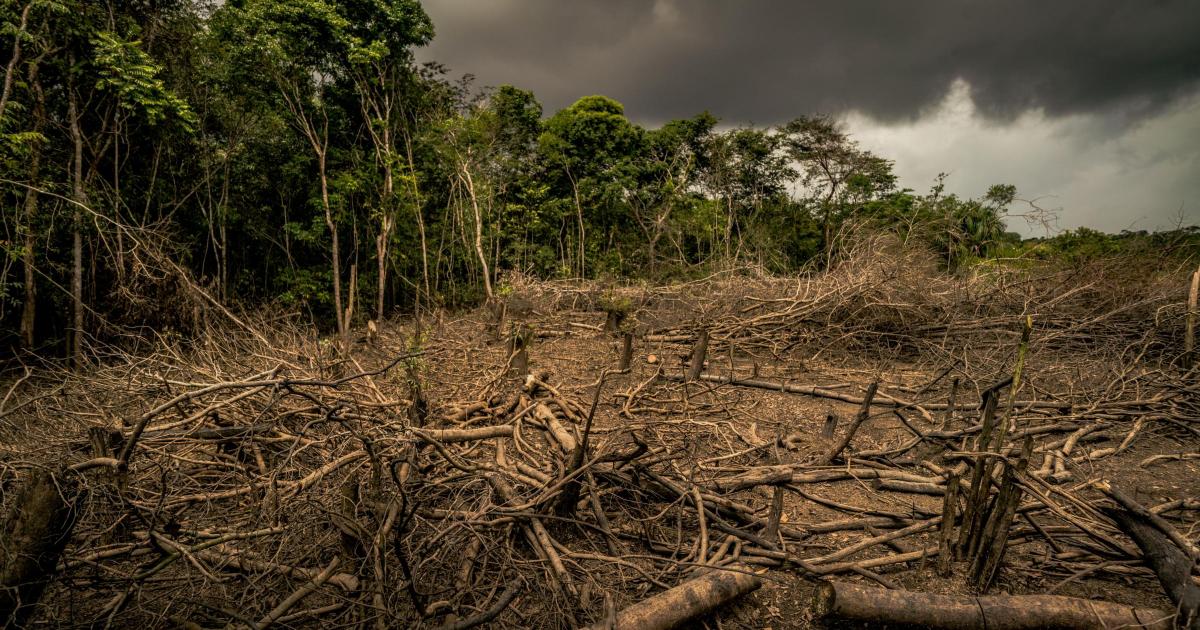 Supermarkets warned over animal feed products from deforested land
