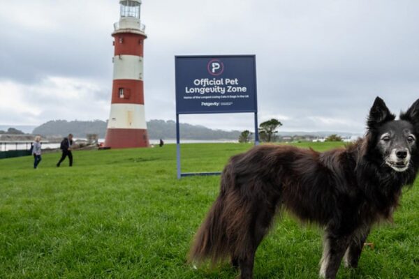 Fur-ever young? The places where pets live longer