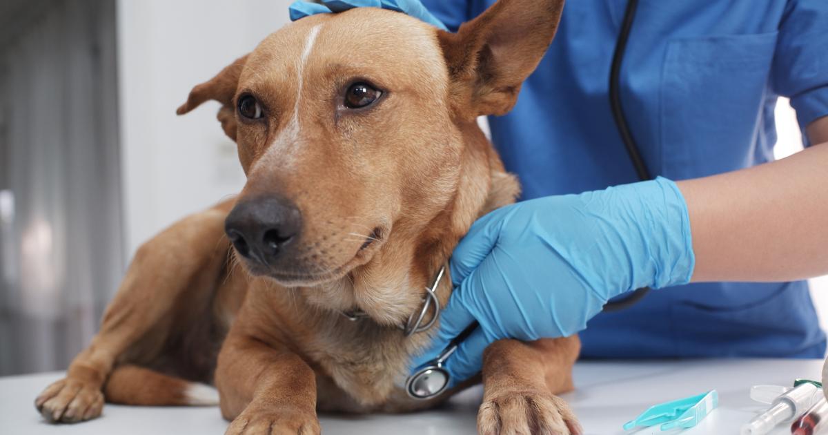 UK dog owners issued urgent deadly parasite warning