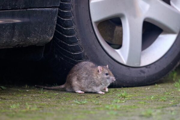 Expert's easy hack to keep rats away from your garden