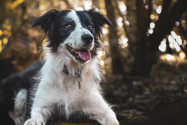 Cumbria ranked in top 5 destinations by UK dog owners