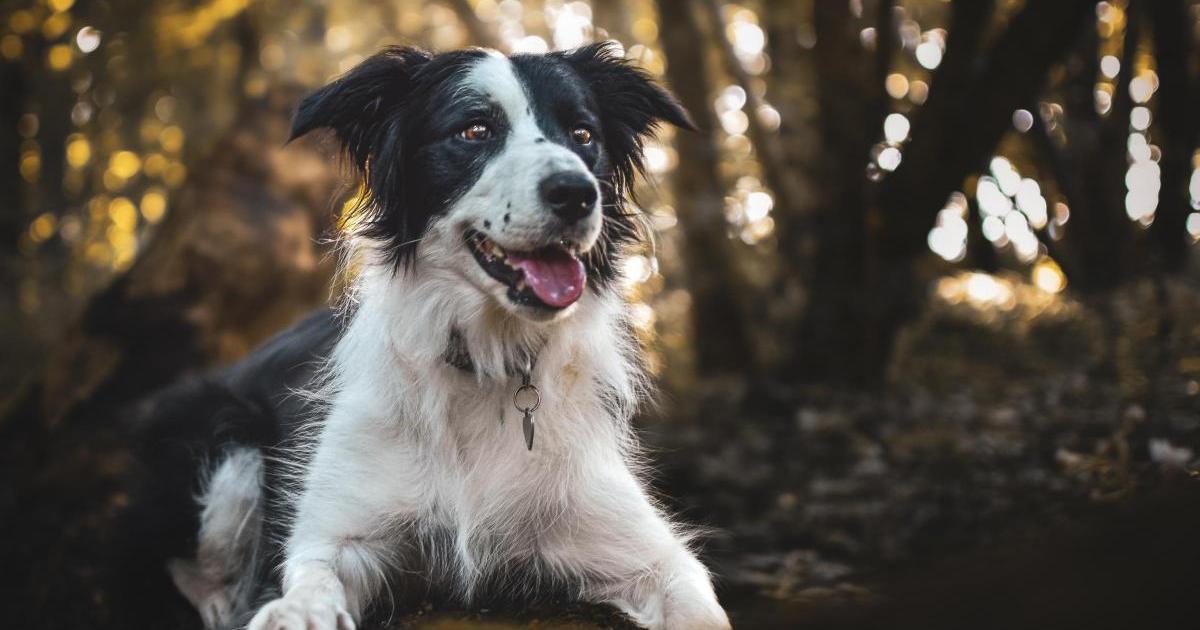 Cumbria ranked in top 5 destinations by UK dog owners