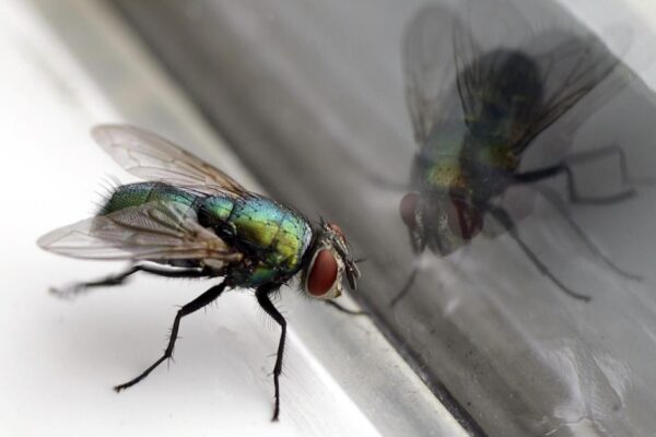 Brit customers warned 'throw away fly killer immediately