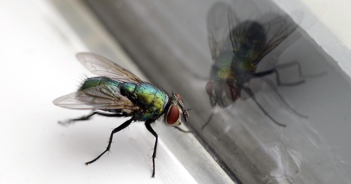 Brit customers warned 'throw away fly killer immediately