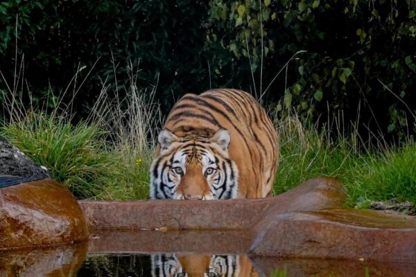 Rescued tiger Aqua settling into new home at British zoo