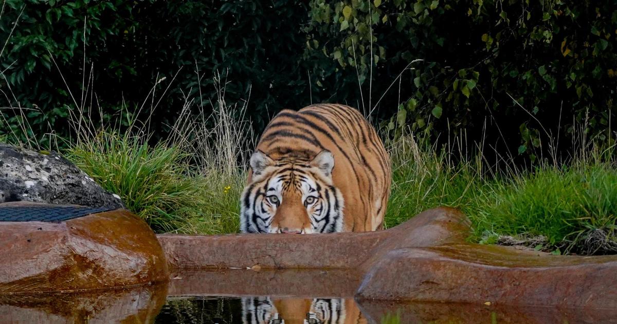 Rescued tiger Aqua settling into new home at British zoo