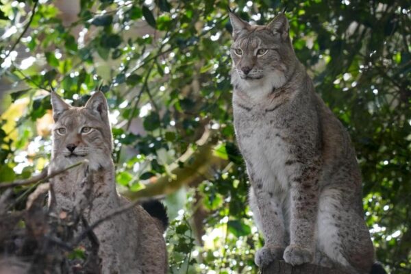 Lynx enclosure unveiled in ‘major milestone’ for reintroduction to British wild