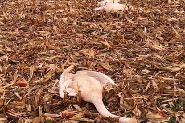 Dead swans found in Christchurch field off Pulters Drove
