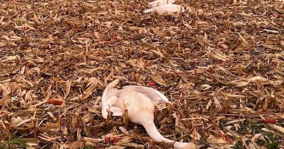 Dead swans found in Christchurch field off Pulters Drove