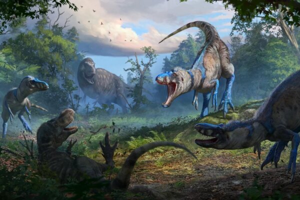 Mysterious dinosaur skeleton thought to be a teenage T. rex is actually a rival species, researchers say