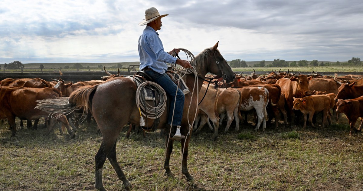 Trump's Argentina beef import plan worries ranching industry
