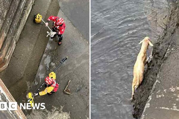 Carlisle stranded goat prompts Longtown Bridge river rescue
