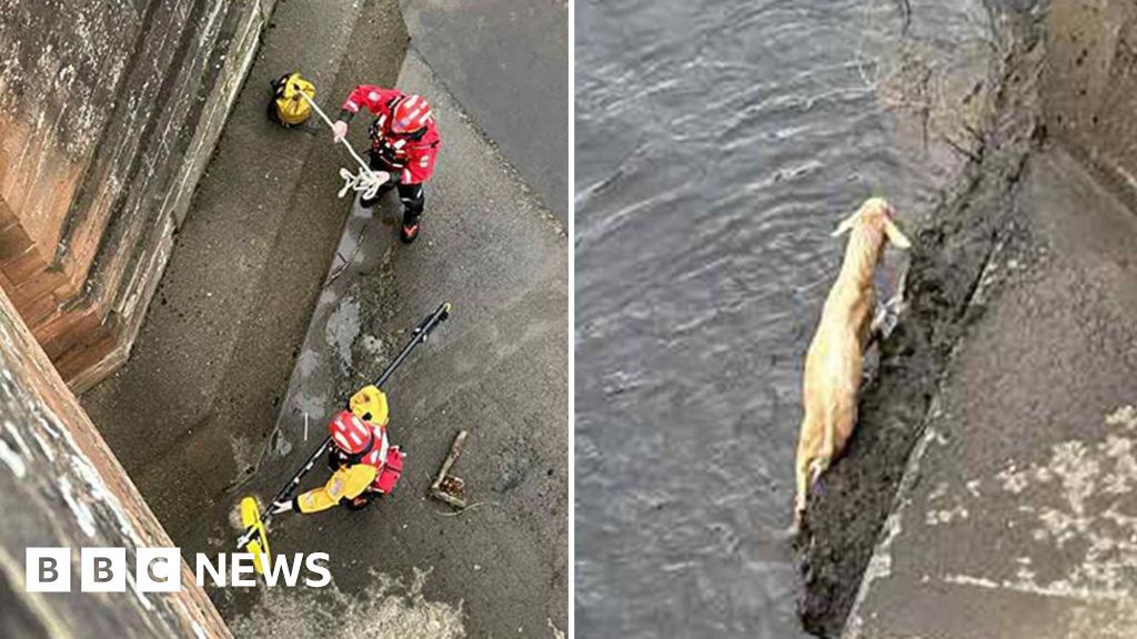 Carlisle stranded goat prompts Longtown Bridge river rescue