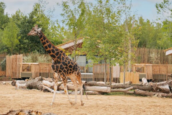 My wild stay at the UK’s new ‘VIP’ zoo lodge