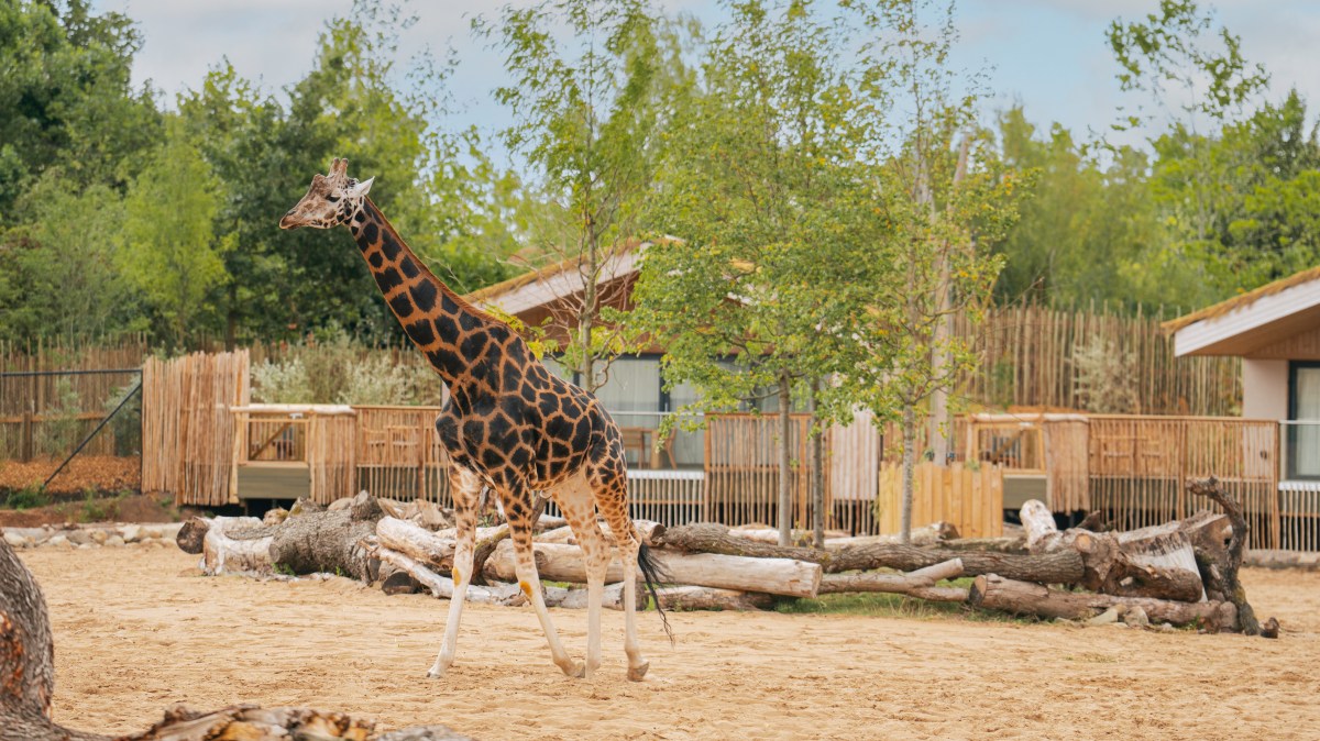 My wild stay at the UK’s new ‘VIP’ zoo lodge