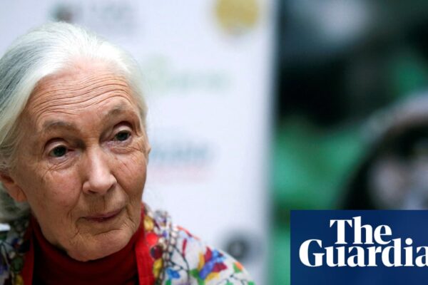 China remembers ‘guiding light’ Jane Goodall’s wildlife conservation work | Jane Goodall