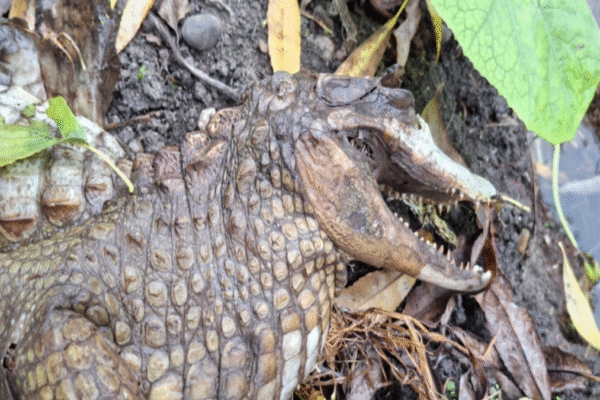 Dead croc