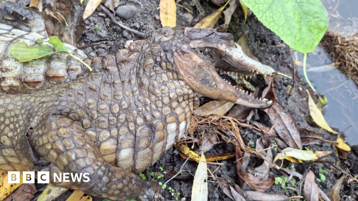 Dead croc