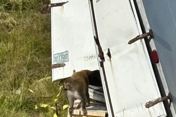 Monkeys escape after truck overturns on Mississippi highway, 1 still missing