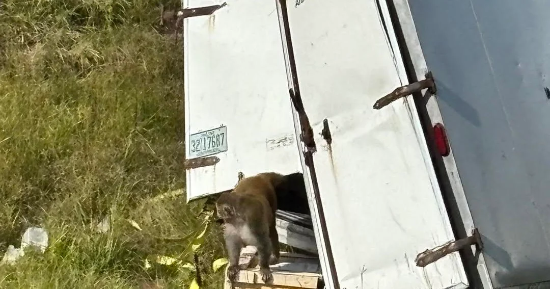 Monkeys escape after truck overturns on Mississippi highway, 1 still missing