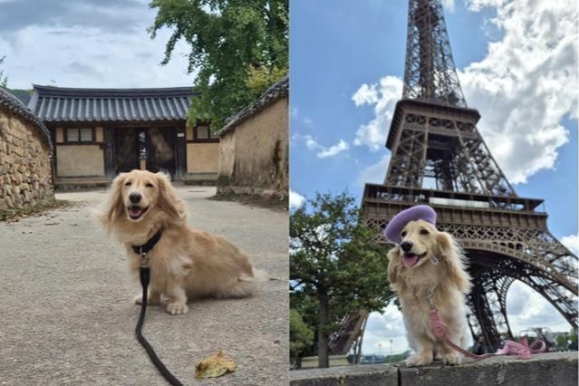 Why Korean families are taking their pets everywhere, even on overseas vacations