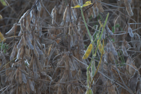 Central Virginia farmers in limbo ahead of harvest as China halts soybean import