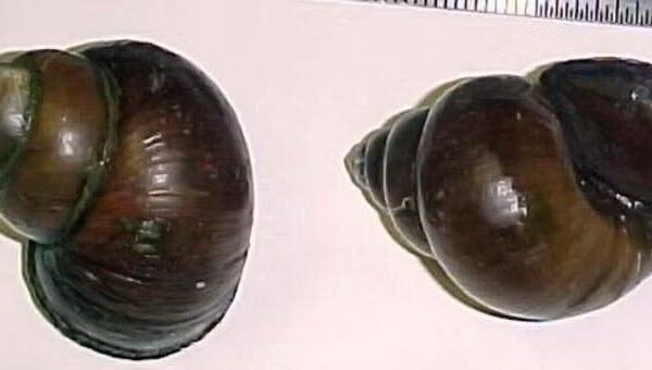 Invasive Chinese mystery snail found in Lake Minesa | Mid-Missouri News