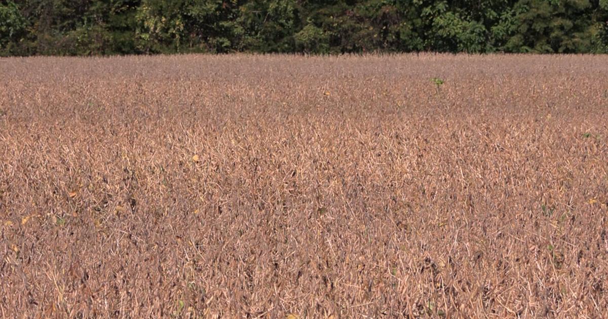 Ohio soybean growers hit hard as China halts U.S. purchases | Allen County