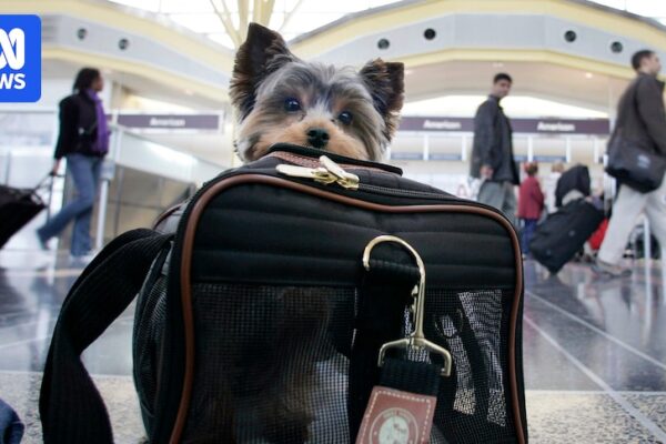 Pet-friendly flights are taking off in Australia. Here’s what to know Pet-friendly flights are taking off in Australia. Here's what to know