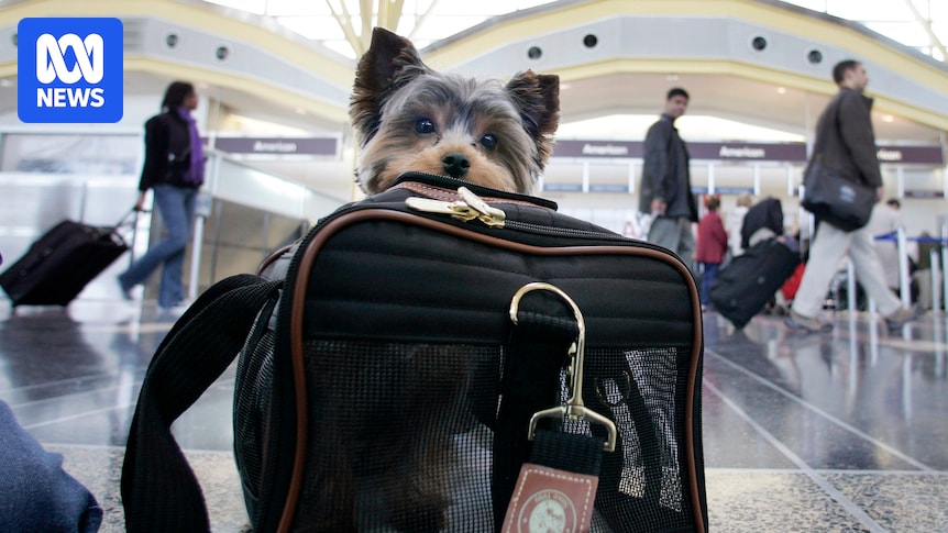 Pet-friendly flights are taking off in Australia. Here's what to know