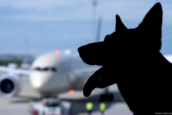 Pets aren't passengers, EU top court finds – DW – 10/16/2025