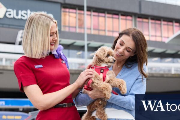 What to know about flying with dogs