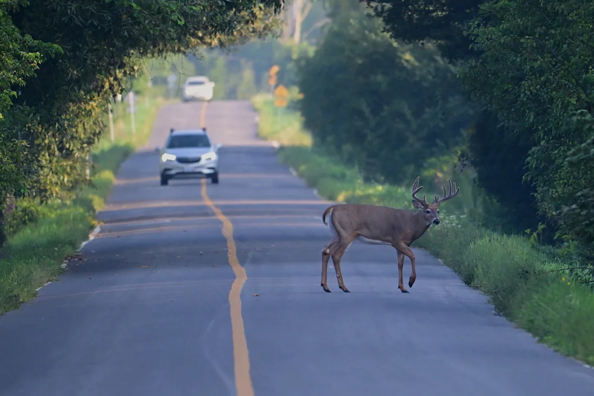 Will my car insurance cover hitting a deer?