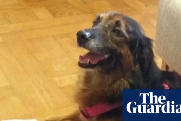 Pets on flights can be classed as baggage, top EU court rules | Court of justice of the European Union
