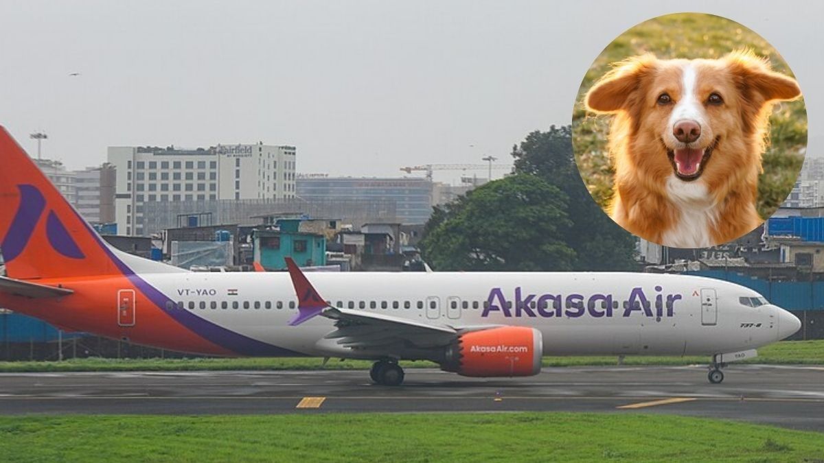 Pet Parents Rejoice! Akasa Air Upgrades Its ‘Pets On Akasa’ Service; All You Need To Know