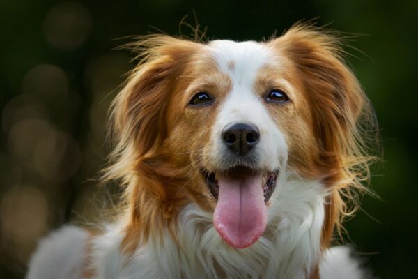 BARK Air: Redefining Pet Travel with Luxury Flights and Tailored Experiences for Dogs Bark-air