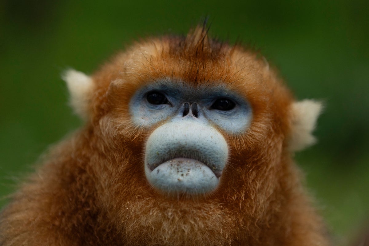 China's rare golden monkeys debut at European zoos, a possible successor to 'panda diplomacy'
