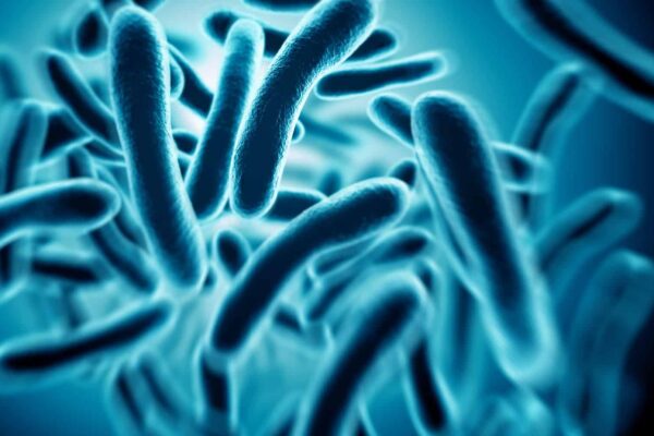 China lithium bacteria