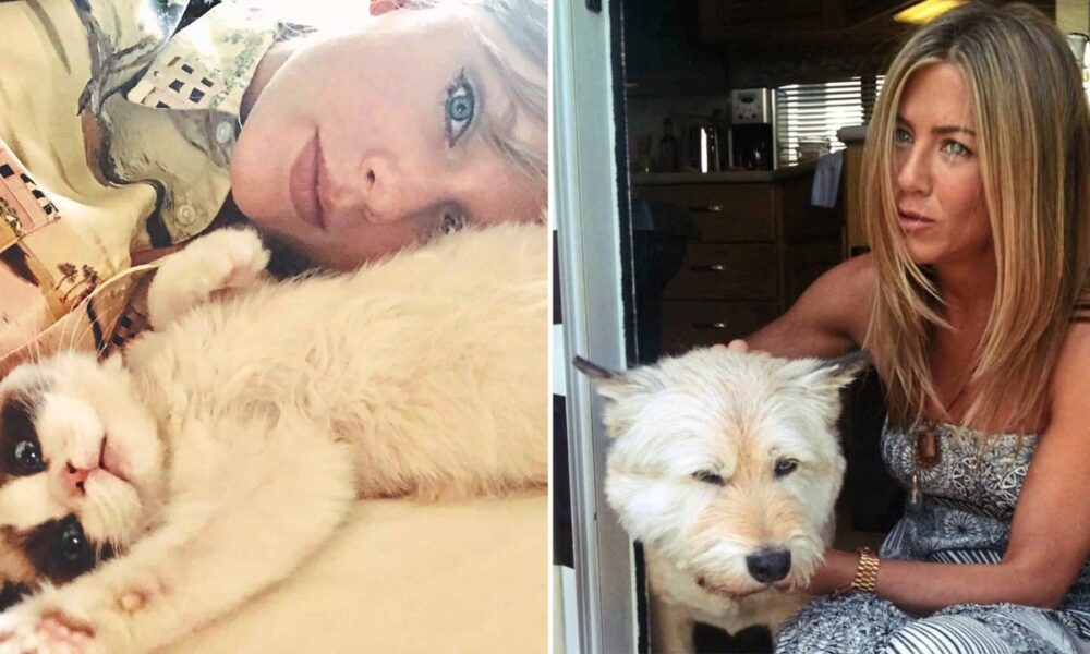 Taylor Swift, Jennifer Aniston and More Celebrities Who Adopted Their Animal Costars – National Examiner
