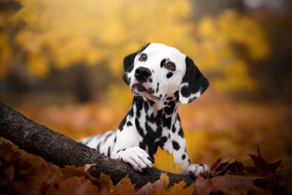 What’s Updog? Datadog’s new tool tells you which apps are down What's Updog? Datadog's new tool tells you which apps are down