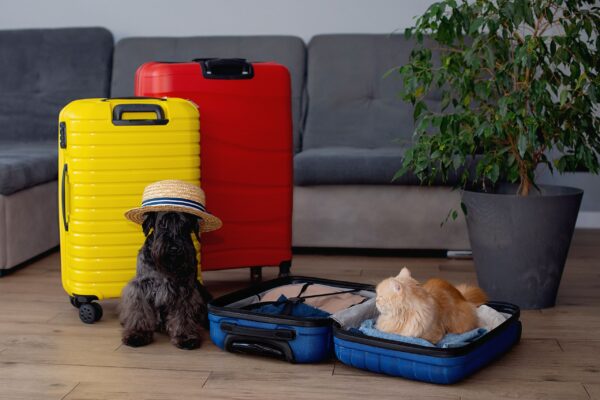 How to Prevent an Emergency When Flying With Your Pet