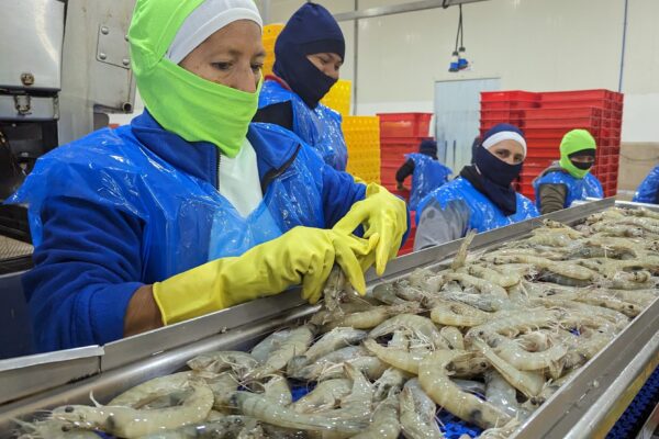 China’s frozen shrimp inventories fall after Golden Week holiday, Ecuador prices stable