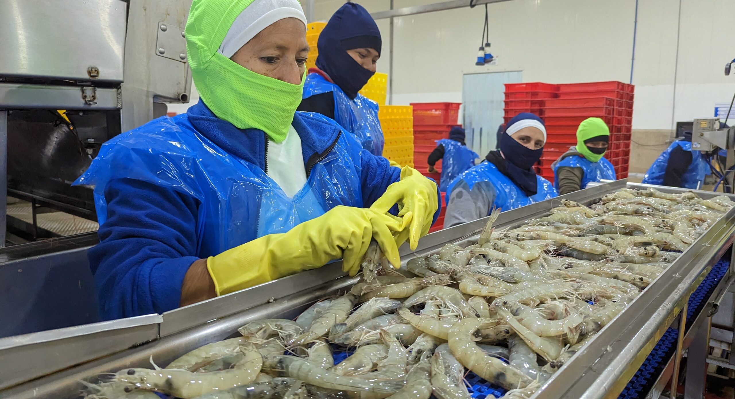China’s frozen shrimp inventories fall after Golden Week holiday, Ecuador prices stable