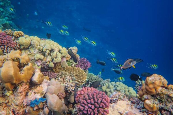 Hong Kong: Coral Reefs Face Long Recovery After Tourist Surge Sparking Focus On Sustainable Marine Tourism Hong Kong: Coral Reefs Face Long Recovery After Tourist Surge Sparking Focus On Sustainable Marine Tourism