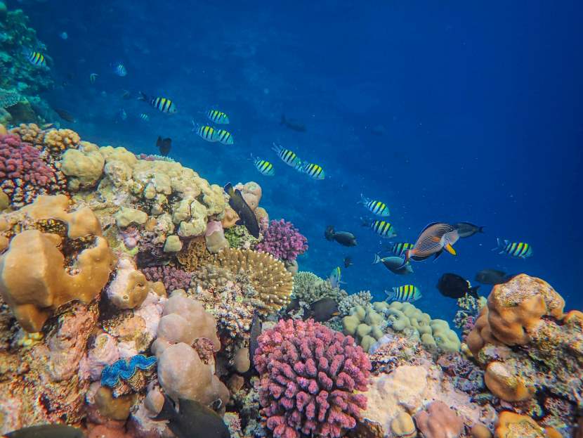 Hong Kong: Coral Reefs Face Long Recovery After Tourist Surge Sparking Focus On Sustainable Marine Tourism