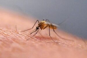 Bastion breached: Mosquitoes found in Iceland for first time as warming climate triggers buzz