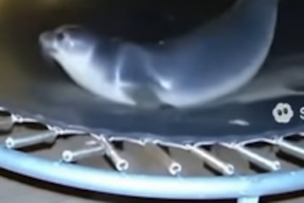 Improvements in AI apps raise creative outlets, but also concerns