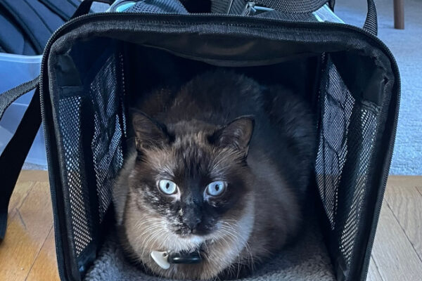 There’s a Cat Flying Business Class and It’s the Main Character Today